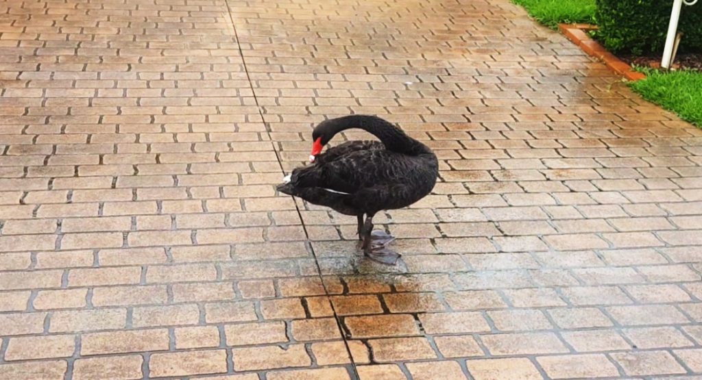 Black Swan