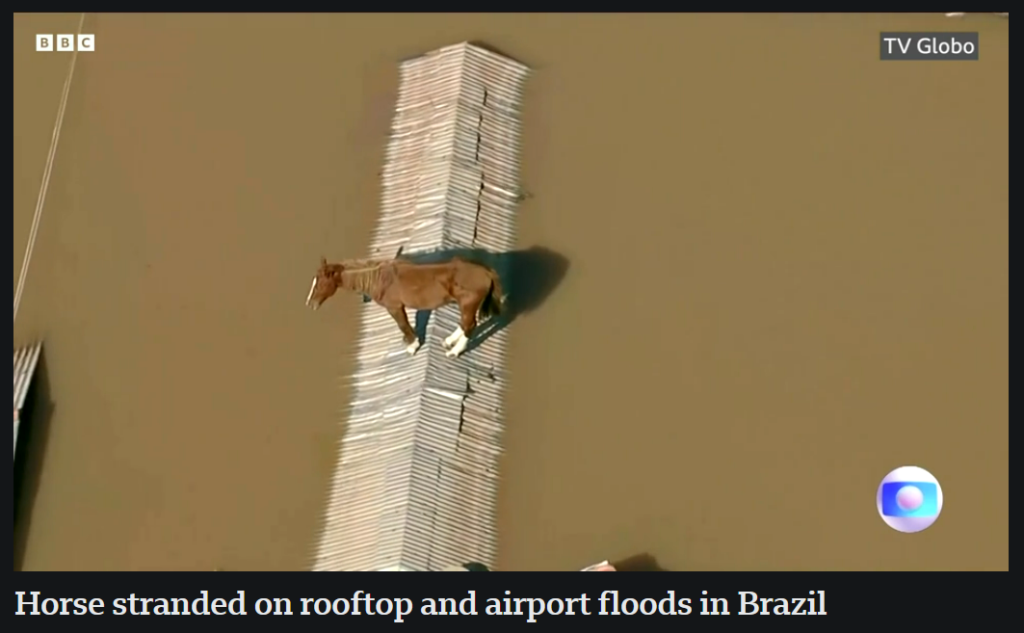 Horse Stranded On Rooftop