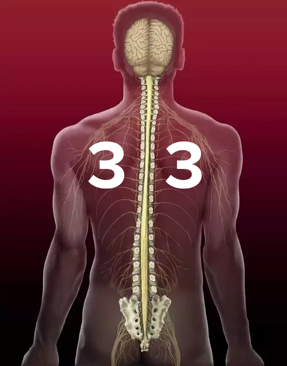 33 Spine Vertebrae